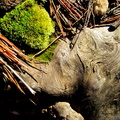 MossOnRoot1