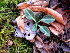 Downy Rattlesnake Plantain (Goodyera pubescens)