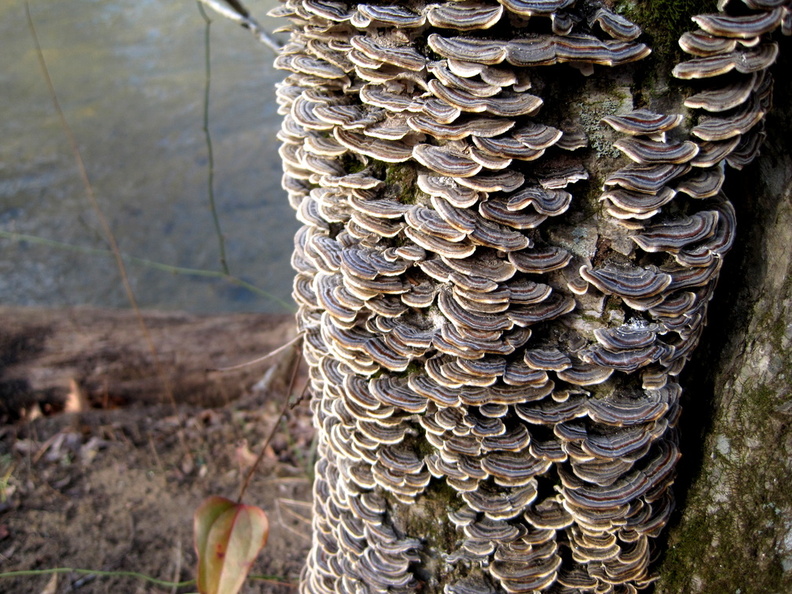 treefungus2.jpg