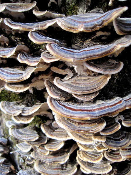 treefungus3.jpg