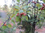 IMG 0486