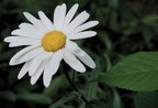 daisycrop