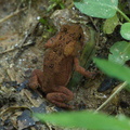 frog-M530115-crop.jpg